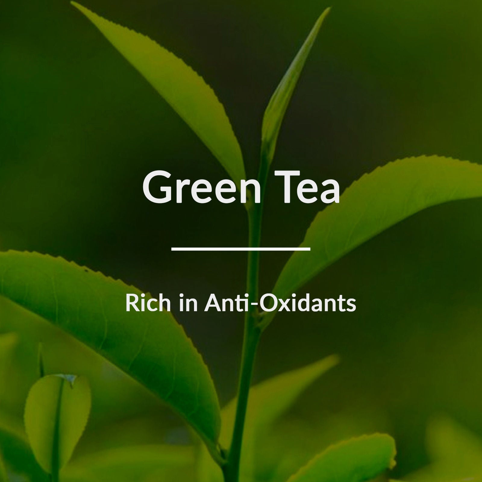 Lotus Botanicals Natural Green Tea HydraDetox Glow Boosting Day Face Cream SPF 20 With Niacinamide