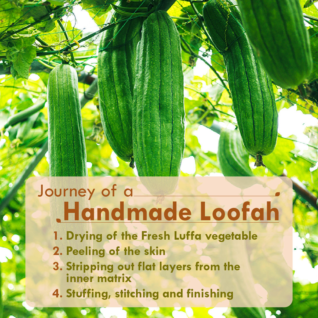 Nat Habit Natural Sun Dried Bath Loofah, Body Sponge, Scrubber for Men & Women, Sustainable Handmade