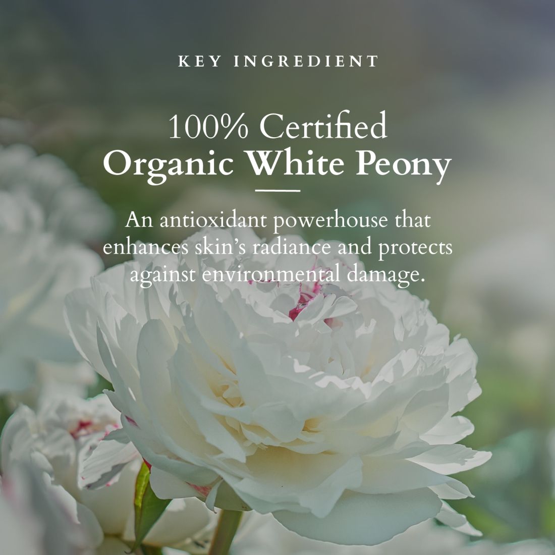 Lotus Organics Precious Brightening Face Wash