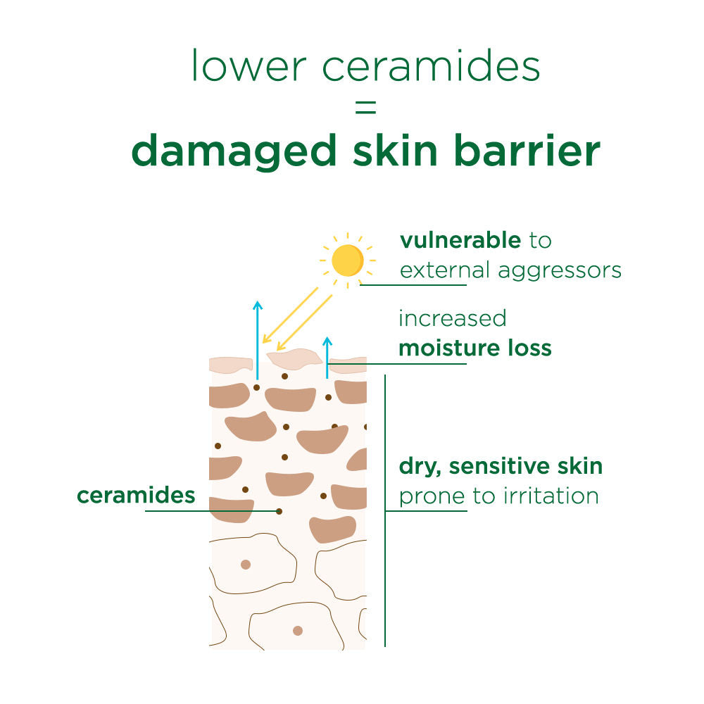 Simple Barrier Repair Soothing Water Creme With 6% Ceramide Boosters And Aloe Vera