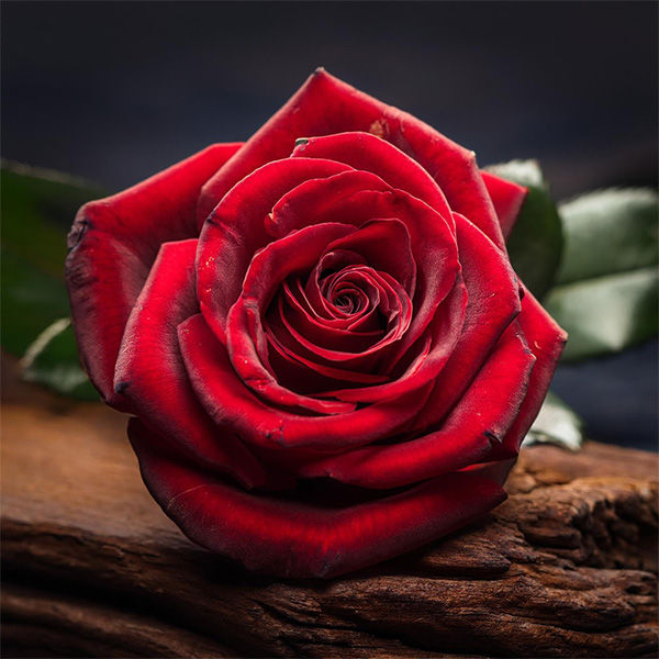 Bashashat Amor En Rose Perfume