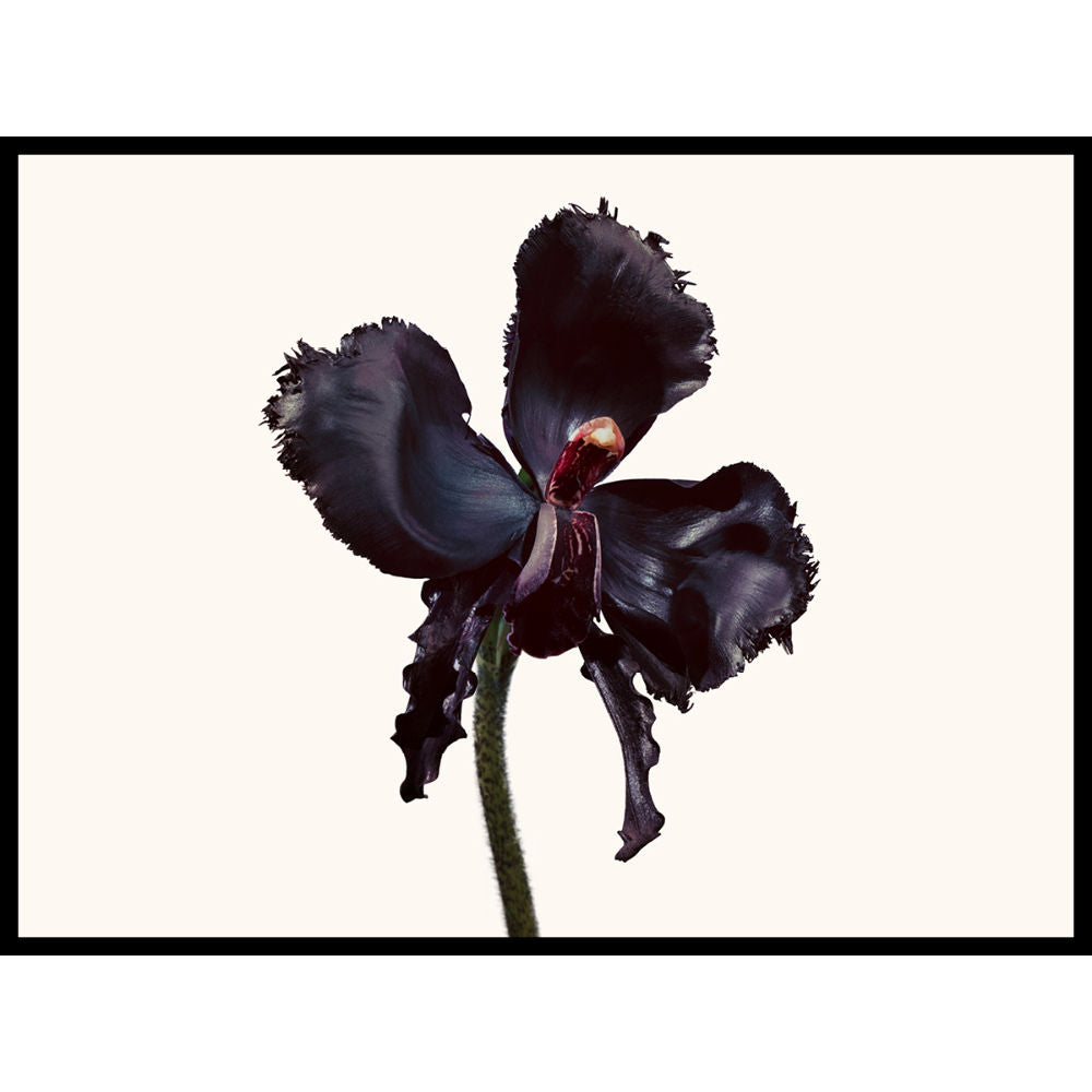 Tom Ford Black Orchid Reserve